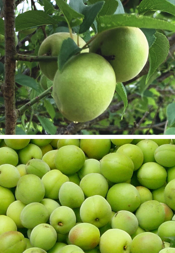 ���N�ێ����T�|�[�g����~�G�L�X�͓��c���Ő��Y�����~�̍ō����u�����h�썂�~�������܂��B