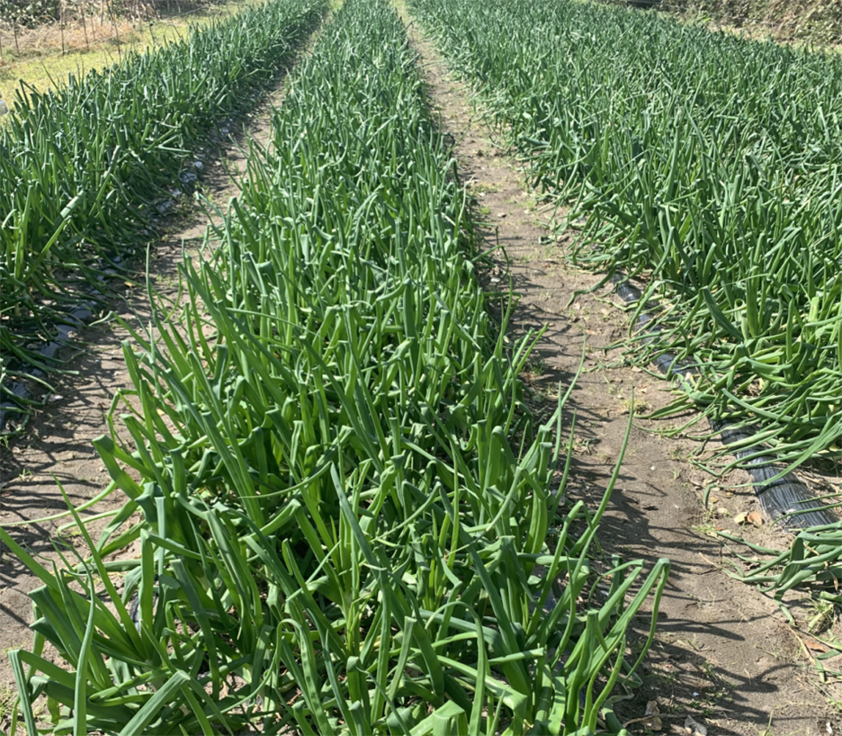 ���ʂ˂���