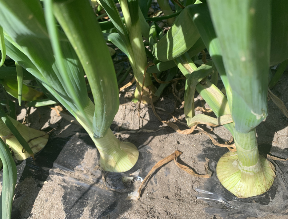 ���ʂ˂���